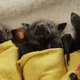 Illustration for article titled Baby Bat Burritos